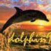 dolphin92